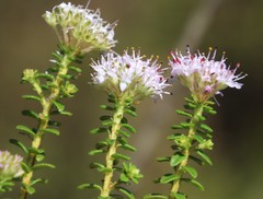 Agathosma ciliata
