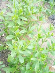 Angiospermae