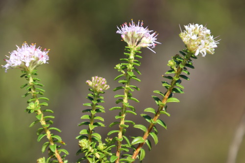 Image of Agathosma ciliata by (c) Tony Rebelo, some rights reserved (CC BY-SA)