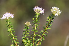 Agathosma ciliata