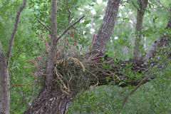Tillandsia baileyi