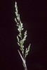 Prairie Wedge Grass - Photo Robert H. Mohlenbrock, no known copyright restrictions (public domain)