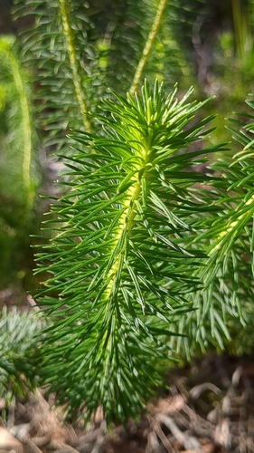 Image of Stylidium laricifolium by no rights reserved