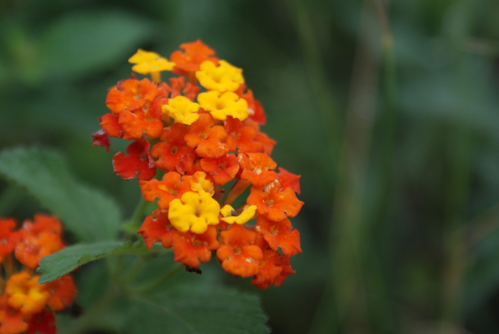 Texas lantana from San Antonio International Airport Vicinity, TX, USA ...