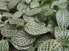 Fittonia albivenis