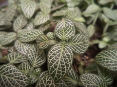 Fittonia albivenis