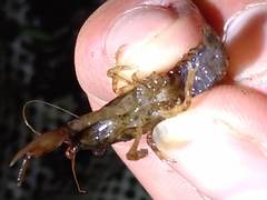 Cambarellus shufeldtii