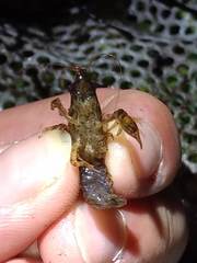 Cambarellus shufeldtii