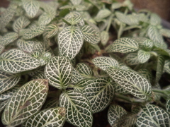 Fittonia albivenis