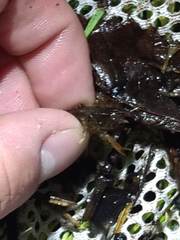 Cambarellus shufeldtii