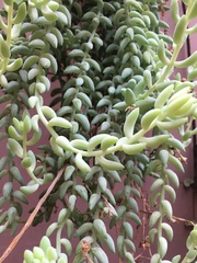 Sedum morganianum
