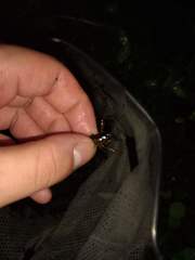 Cambarellus shufeldtii