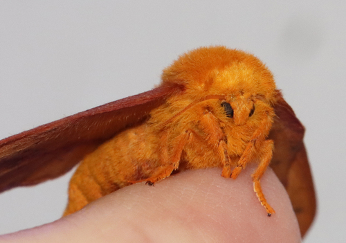 Orange-tipped and Yellow-striped Oakworm Moths photo 4