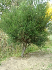 Melaleuca