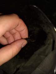 Cambarellus shufeldtii