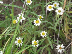Melampodium cinereum