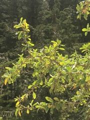 Dunalia brachyacantha