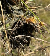 Sphagnum cyclophyllum image