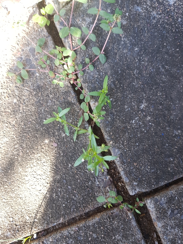 Old World Diamond Flower from beenleigh on April 27, 2024 at 0819 AM