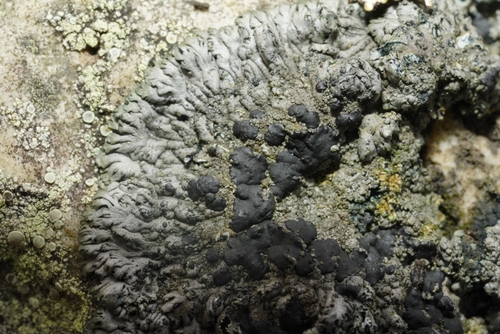 Coccocarpia dissecta observed 2024-04-26