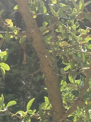 Dunalia brachyacantha