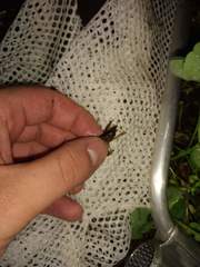 Cambarellus shufeldtii