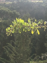 Dunalia brachyacantha