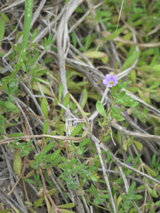 Nama parvifolia