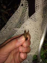 Cambarellus shufeldtii