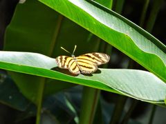 Eueides isabella eva