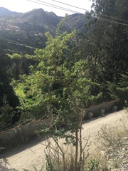 Dunalia brachyacantha