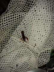 Cambarellus shufeldtii