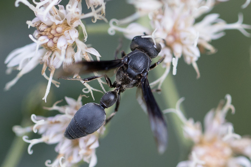 Zethus brasiliensis