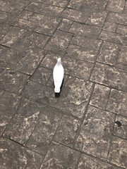 Columba livia domestica