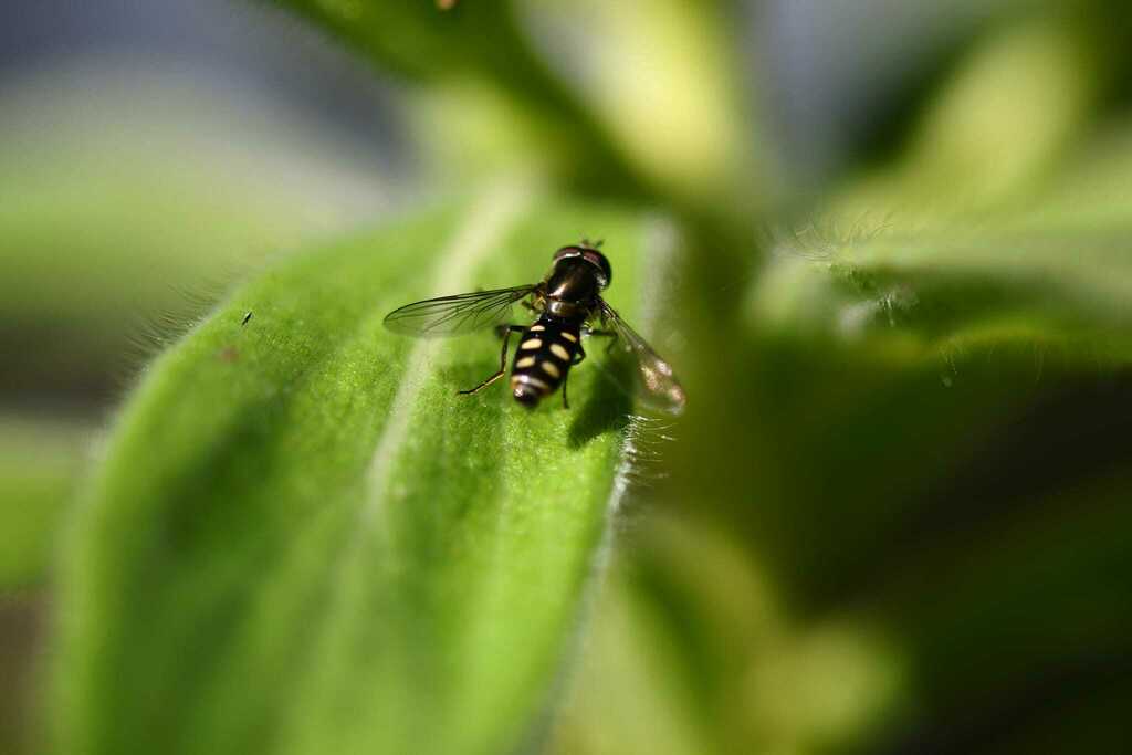 Eupeodes ohmi