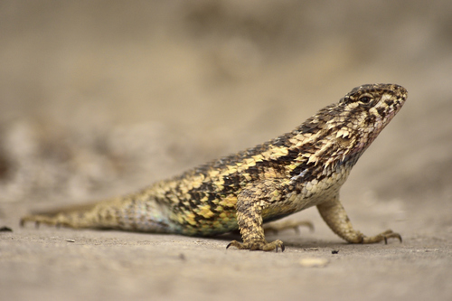 Sceloporus spinosus Wiegmann, 1828