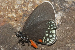Eumaeus toxea