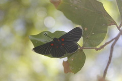 Melanis acroleuca acroleuca