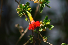 Erick R. Zeballos Rodríguez, CC BY, iNaturalist via GBIF Cantua bicolor, photograph Erick R. Zeballos Rodríguez, CC BY, iNaturalist via GBIF
