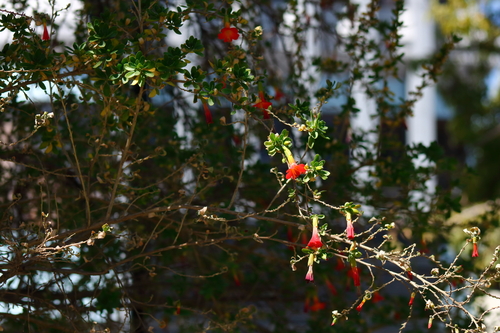 Cantua bicolor, photograph 3