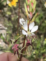 Oenothera sinuosa