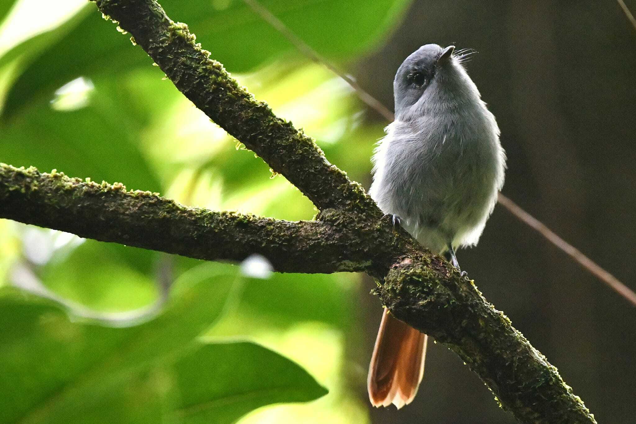 Mascarene Paradise-Flycatcher illustration