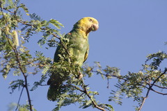 Amazona oratrix tresmariae