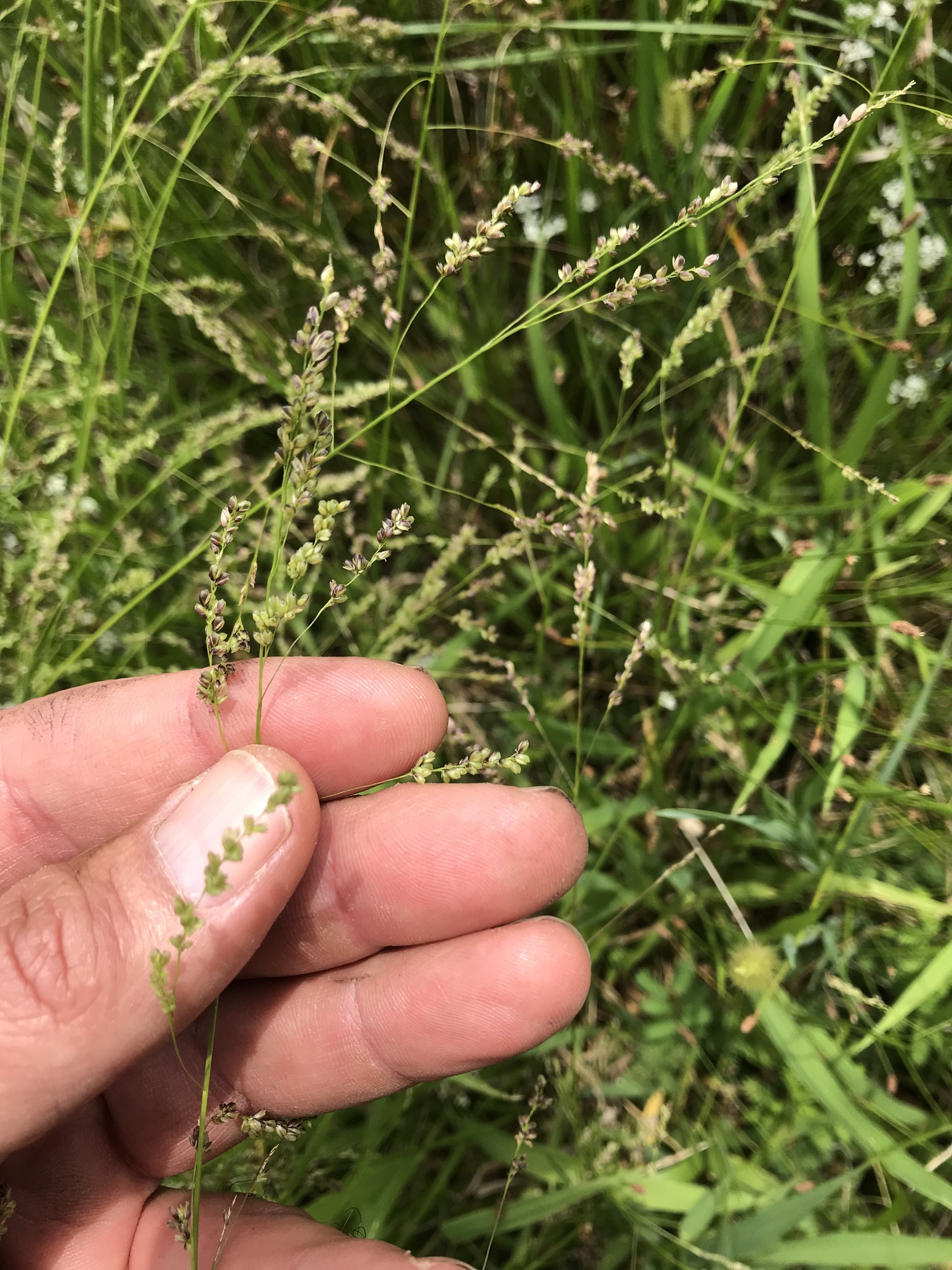Steinchisma