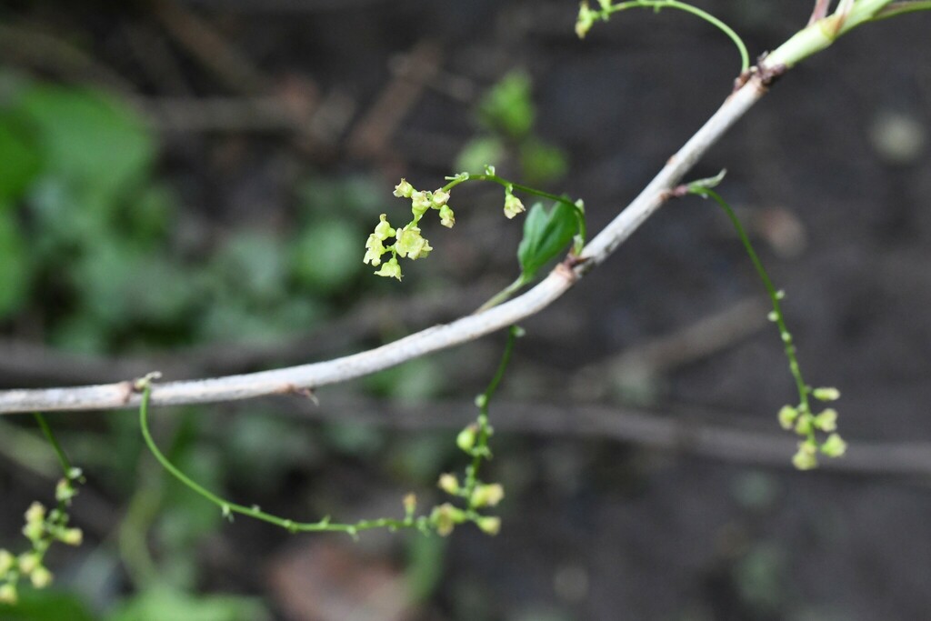 Cultivated currant (Ribes rubrum)