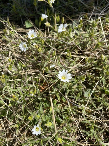 American Field Chickweed (Cerastium strictum)