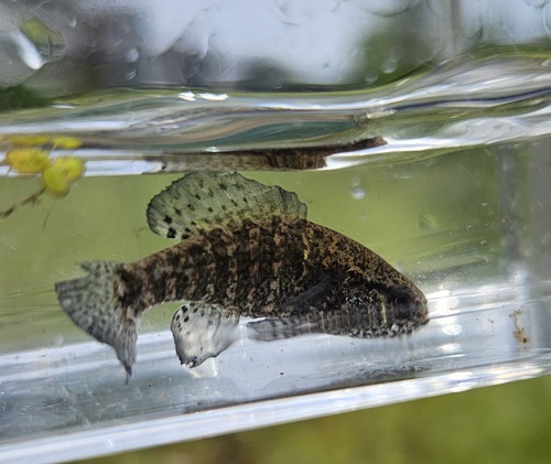 Banded pygmy sunfish (Elassoma zonatum) — Elassomatidae — 5