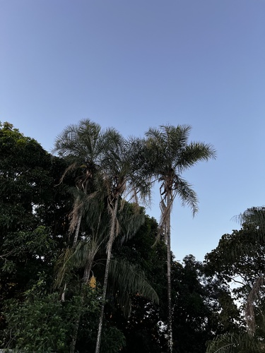 Catole palm (Syagrus oleracea)