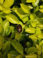 Discocephalinae