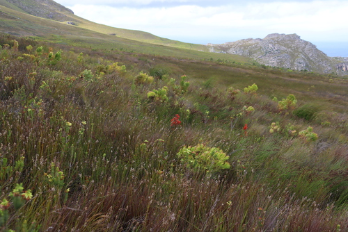 Image of Erica pillansii by (c) Tony Rebelo, some rights reserved (CC BY-SA)